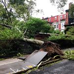 A tree uprooted by high winds lays on a fence in Brooklyn Heights